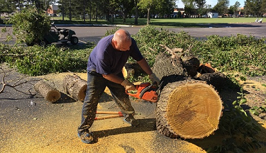 Tree Trimming